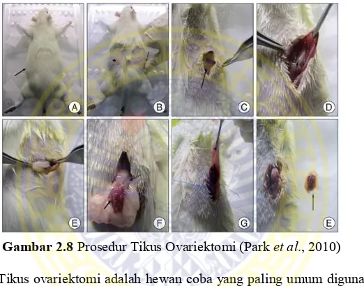 Gambar 2.8 Prosedur Tikus Ovariektomi (Park et al., 2010) 