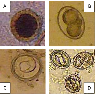 Gambar 4.1 Hasil identifikasi telur cacing Toxocara vitulorum dan perkembangannya hingga mencapai L2