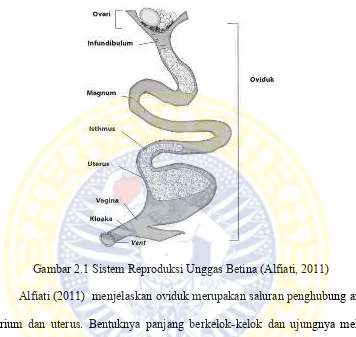 Gambar 2.1 Sistem Reproduksi Unggas Betina (Alfiati, 2011) 