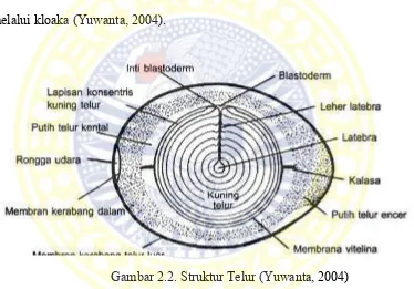 Gambar 2.2. Struktur Telur (Yuwanta, 2004) 
