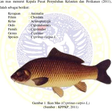 Gambar 1. Ikan Mas (Cyprinus carpio L.) 
