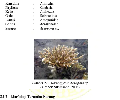 Gambar 2.1. Karang jenis Acropora sp 