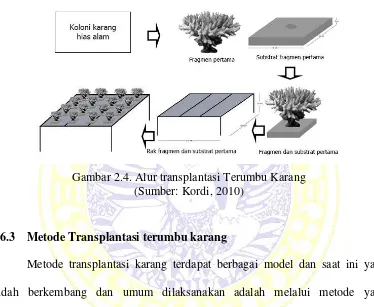 Gambar 2.4. Alur transplantasi Terumbu Karang  