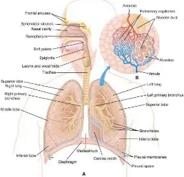 Gambar 2.1 Sistem Respirasi Manusia: (A) Tampak Anterior dari sistem 