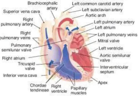 Gambar 2.8 Anatomi Jantung (Jones, 2008) 