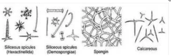 Gambar 2.1 Tipe-tipe spikula pada spons (asalam02.wordpress.com) 