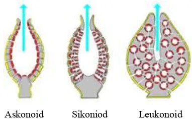 Gambar 2.2 Tipe-tipe saluran air pada spons (www.slideshare.net) spesiesnya dalam hal ukuran, bentuk dan warna