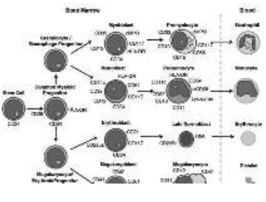 Gambar 2.6 Diferensiasi myeloid dan ekspresi antigen (Erber WN, 2010) 