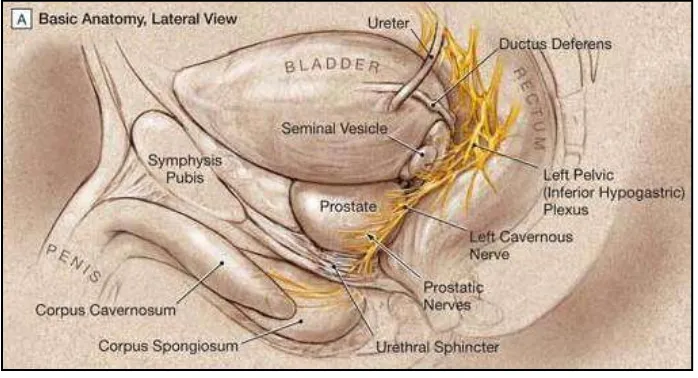 Gambar 2.1. Anatomi Prostat (sumber: http://www.aboutcancer.com/prostate_anatomy.htm )  