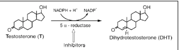 Gambar 2.3 Mekanisme perubahan testosteron menjadi DHT oleh enzim 5α-reduktase (sumber: Brannigan RE, 2004)