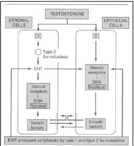 Gambar 2.4 Mekanisme kerja androgen pada sel epitel dan sel stroma prostat (sumber:  McPhee SJ 1997)  