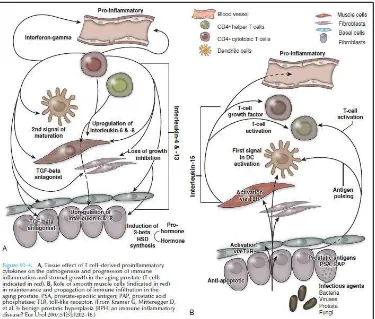 Gambar 2.5 Efek T cell-derived proinflammatory cytokines pada patogenesis dan progresivisitas inflamasi dan pertumbuhan sel pada penuaan prostat (sumber: Kramer G 2006)  