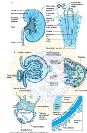 Gambar 2.2 Anatomi Ginjal (McPhee, 2006) Menurut Tortora (2014), ginjal memiliki fungsi yaitu:  