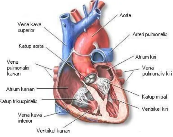 Gambar 2.1  Fisiologis Jantung 