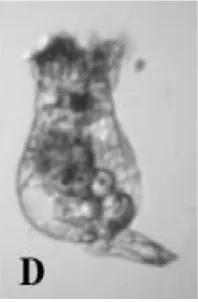 Gambar 2.2 Morfologi Rotifer (Brachionus sp.) (Lahope, 2013) 