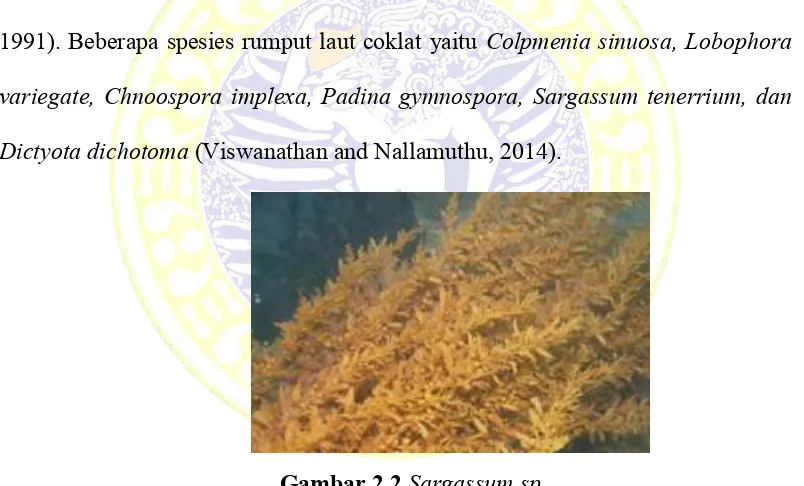 Gambar 2.2 Sargassum sp.  