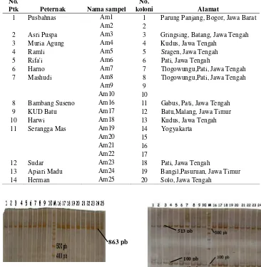 Tabel 2 Daftar nama dan alamat peternak hasil pengkoleksian A. mellifera             Tengah   di Pati, Jawa             