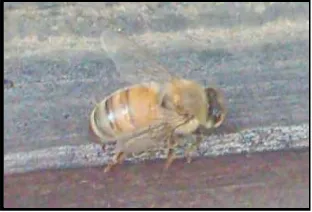 Gambar 1 Lebah madu Apis mellifera 