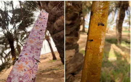 Figure 1. The traps used in the present study to sample the dipterous flies, (a) The Yellow Sticky   Traps and (b) The Sticky Traps