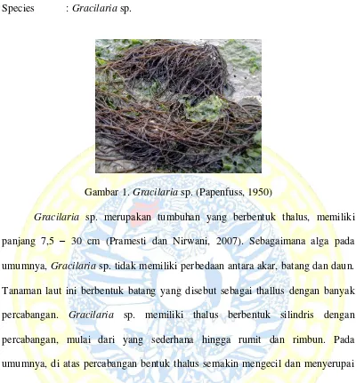 Gambar 1. Gracilaria sp. (Papenfuss, 1950) 