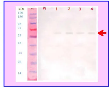 Figure 2 - The curve of standard anti-PAG 