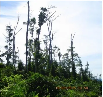 Figure 3 The population of Tristaniopsis whiteana in Tripa peat swamp forest 