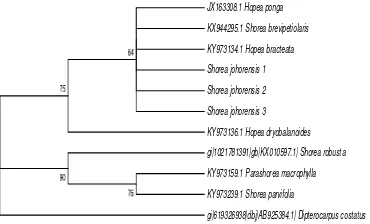 Figure 4 The phylogenetic tree of Shorea johorensis based on rbcL gene using the neighbor joining method 