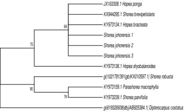 Figure 4 The phylogenetic tree of Shorea johorensis based on rbcL gene using the neighbor joining method 