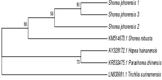 Figure 7 The phylogenetic tree of Shorea johorensis based on 5.8S rRNA using the neighbor joining method 