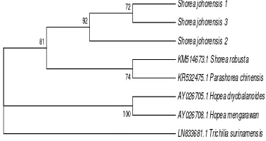 Figure 9 The phylogenetic tree of Shorea johorensis 
