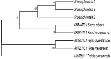 Figure 9 The phylogenetic tree of Shorea johorensis 