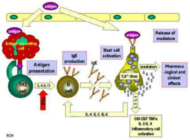 Gambar 2.1 Mekanisme hipersensitivitas tipe I Sumber : Ghaffar dalam Microbiology and Immunology online 