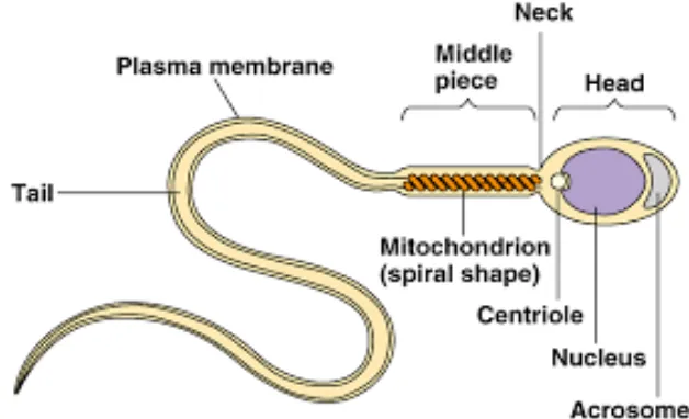 Gambar 2.4 Morfologi Spermatozoa 