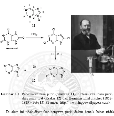 Gambar 2.1 Penomoran basa purin (Senyawa 11), Sintesis awal basa purin 