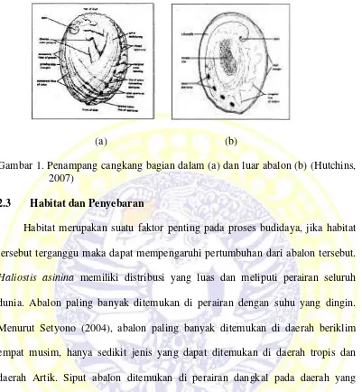 Gambar 1. Penampang cangkang bagian dalam (a) dan luar abalon (b) (Hutchins,