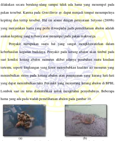 Gambar 10. Hama siput (put (a) dan hama kepiting (b) (Dokumentasi pribaibadi, 2016).
