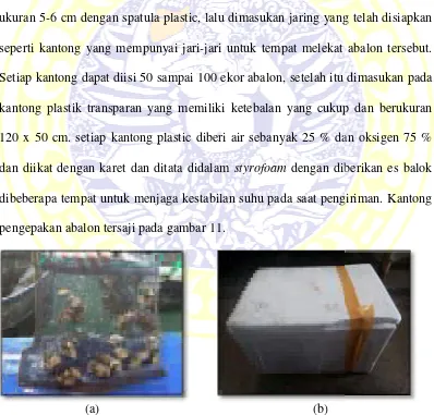 Gambar 11. Kantongtransportag pengepakan abalon (a) dan kotak styrofoam sensportasi (b) (Dokumentasi pribadi, 2016).sebagai wadah