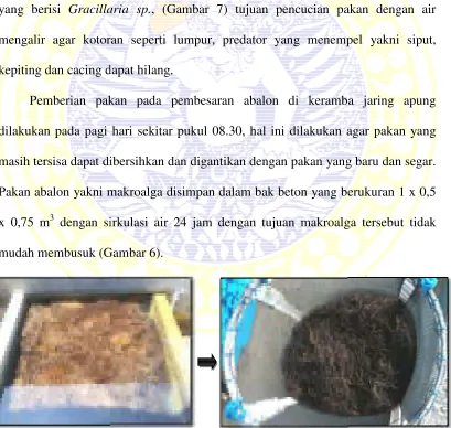 Gambar 6. Pakan abalbalon (Dokumentasi pribadi, 2016)