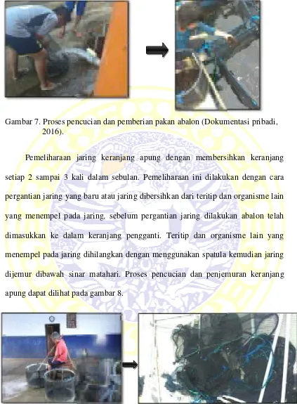 Gambar 7. Proses pencencucian dan pemberian pakan abalon (Dokum