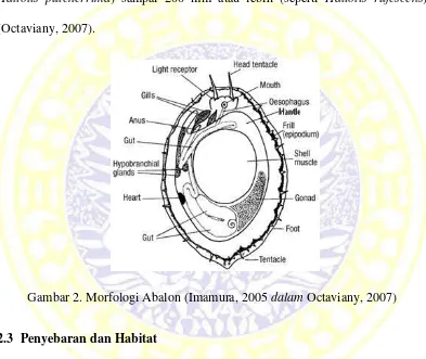 Gambar 2. Morfologi Abalon (Imamura, 2005 dalam Octaviany, 2007)