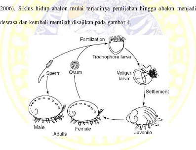 Gambar 4. Siklus hidup abalon (Hutchins, 2007 dalam Octaviany, 2007)