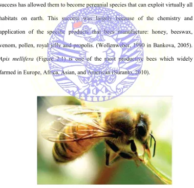 Figure 2.1  Apis mellifera (Suranto, 2010)  