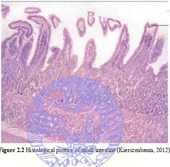 Figure 2.2 Histological picture of small intestine (Kierszenbaum, 2012) 