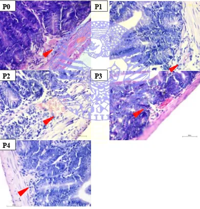 Figure 4.2  Red blood cells accumulation in venule and oedema in lamina propia and submucosa layer of small intestine
