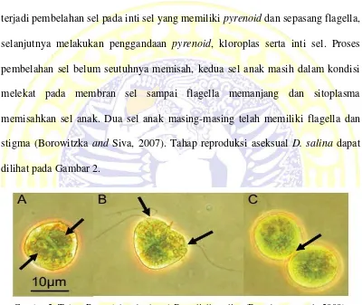 Gambar 2. Tahap Reproduksi Aseksual  Keterangan :  A. Penggandaan kloroplas. B. Pembelahan sel yang masing-masing Dunaliella salina (Ben-Amotz et al., 2009)