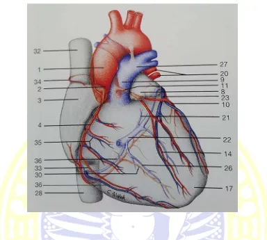 Gambar 2. Pembuluh Darah Jantung. 1. Aorta asendens, 2. Bulbus aorta, 3. Aurikula kanan, 4