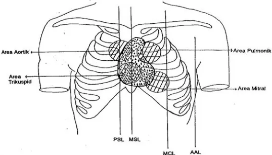 Gambar 3. Letak Garis Anatomi Pada Permukaan Badan 