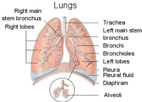Gambar 11. Anatomi paru 