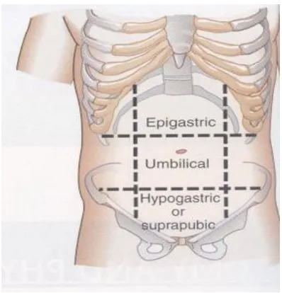 Tabel 2.  Proyeksi Organ pada Metode 9 Regio  Abdomen 