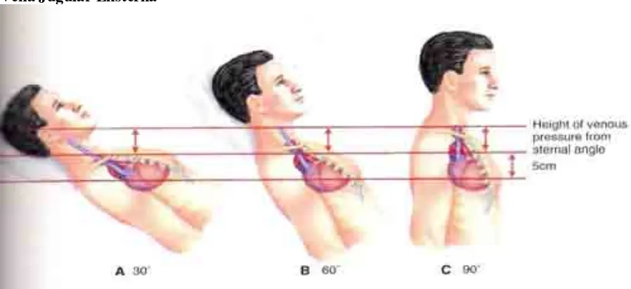 Gambar 1. Letak Garis Anatomi Pada Permukaan Badan 